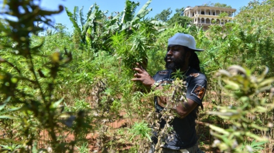 hi-jamaica-pot-farmer-ap